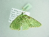  ( - BC ZSM Lep 88834)  @12 [ ] CreativeCommons - Attribution Non-Commercial Share-Alike (2015) Axel Hausmann/Bavarian State Collection of Zoology (ZSM) SNSB, Zoologische Staatssammlung Muenchen