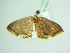  ( - BC ZSM Lep 88871)  @12 [ ] CreativeCommons - Attribution Non-Commercial Share-Alike (2015) Axel Hausmann/Bavarian State Collection of Zoology (ZSM) SNSB, Zoologische Staatssammlung Muenchen