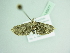  (Eupithecia BOLD:ACW6561 - BC ZSM Lep 88877)  @13 [ ] CreativeCommons - Attribution Non-Commercial Share-Alike (2015) Axel Hausmann/Bavarian State Collection of Zoology (ZSM) SNSB, Zoologische Staatssammlung Muenchen
