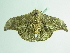  ( - BC ZSM Lep 88984)  @13 [ ] CreativeCommons - Attribution Non-Commercial Share-Alike (2015) Axel Hausmann/Bavarian State Collection of Zoology (ZSM) SNSB, Zoologische Staatssammlung Muenchen
