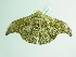  ( - BC ZSM Lep 88985)  @13 [ ] CreativeCommons - Attribution Non-Commercial Share-Alike (2015) Axel Hausmann/Bavarian State Collection of Zoology (ZSM) SNSB, Zoologische Staatssammlung Muenchen