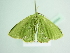  ( - BC ZSM Lep 88994)  @13 [ ] CreativeCommons - Attribution Non-Commercial Share-Alike (2015) Axel Hausmann/Bavarian State Collection of Zoology (ZSM) SNSB, Zoologische Staatssammlung Muenchen