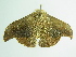  ( - BC ZSM Lep 89012)  @13 [ ] CreativeCommons - Attribution Non-Commercial Share-Alike (2015) Axel Hausmann/Bavarian State Collection of Zoology (ZSM) SNSB, Zoologische Staatssammlung Muenchen