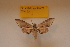 ( - BC ZSM Lep 82659)  @13 [ ] CreativeCommons - Attribution Non-Commercial Share-Alike (2016) Axel Hausmann/Bavarian State Collection of Zoology (ZSM) SNSB, Zoologische Staatssammlung Muenchen
