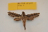  ( - BC ZSM Lep 82673)  @11 [ ] CreativeCommons - Attribution Non-Commercial Share-Alike (2016) Axel Hausmann/Bavarian State Collection of Zoology (ZSM) SNSB, Zoologische Staatssammlung Muenchen