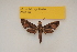  ( - BC ZSM Lep 82676)  @11 [ ] CreativeCommons - Attribution Non-Commercial Share-Alike (2016) Axel Hausmann/Bavarian State Collection of Zoology (ZSM) SNSB, Zoologische Staatssammlung Muenchen