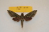 ( - BC ZSM Lep 82677)  @11 [ ] CreativeCommons - Attribution Non-Commercial Share-Alike (2016) Axel Hausmann/Bavarian State Collection of Zoology (ZSM) SNSB, Zoologische Staatssammlung Muenchen