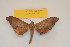  ( - BC ZSM Lep 82697)  @11 [ ] Axel Hausmann/Bavarian State Collection of Zoology (ZSM) (2016) Axel Hausmann/Bavarian State Collection of Zoology (ZSM) SNSB, Zoologische Staatssammlung Muenchen