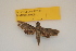  ( - BC ZSM Lep 82700)  @11 [ ] Axel Hausmann/Bavarian State Collection of Zoology (ZSM) (2016) Axel Hausmann/Bavarian State Collection of Zoology (ZSM) SNSB, Zoologische Staatssammlung Muenchen