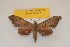  ( - BC ZSM Lep 82701)  @11 [ ] Axel Hausmann/Bavarian State Collection of Zoology (ZSM) (2016) Axel Hausmann/Bavarian State Collection of Zoology (ZSM) SNSB, Zoologische Staatssammlung Muenchen
