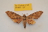  ( - BC ZSM Lep 82703)  @12 [ ] Axel Hausmann/Bavarian State Collection of Zoology (ZSM) (2016) Axel Hausmann/Bavarian State Collection of Zoology (ZSM) SNSB, Zoologische Staatssammlung Muenchen