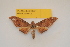  ( - BC ZSM Lep 82704)  @13 [ ] Axel Hausmann/Bavarian State Collection of Zoology (ZSM) (2016) Axel Hausmann/Bavarian State Collection of Zoology (ZSM) SNSB, Zoologische Staatssammlung Muenchen