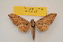  ( - BC ZSM Lep 82709)  @11 [ ] Axel Hausmann/Bavarian State Collection of Zoology (ZSM) (2016) Axel Hausmann/Bavarian State Collection of Zoology (ZSM) SNSB, Zoologische Staatssammlung Muenchen