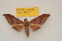  ( - BC ZSM Lep 82710)  @11 [ ] Axel Hausmann/Bavarian State Collection of Zoology (ZSM) (2016) Axel Hausmann/Bavarian State Collection of Zoology (ZSM) SNSB, Zoologische Staatssammlung Muenchen