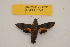  ( - BC ZSM Lep 82733)  @11 [ ] Axel Hausmann/Bavarian State Collection of Zoology (ZSM) (2016) Axel Hausmann/Bavarian State Collection of Zoology (ZSM) SNSB, Zoologische Staatssammlung Muenchen
