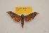  ( - BC ZSM Lep 82751)  @12 [ ] Axel Hausmann/Bavarian State Collection of Zoology (ZSM) (2016) Axel Hausmann/Bavarian State Collection of Zoology (ZSM) SNSB, Zoologische Staatssammlung Muenchen