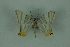  (Phrygionis platinata platinata - BC ZSM Lep 88314)  @12 [ ] Axel Hausmann/Bavarian State Collection of Zoology (ZSM) (2015) Axel Hausmann/Bavarian State Collection of Zoology (ZSM) SNSB, Zoologische Staatssammlung Muenchen