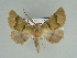  (Axiodes asteiochlora - BC ZSM Lep 89498)  @14 [ ] CreativeCommons - Attribution Non-Commercial Share-Alike (2015) Axel Hausmann/Bavarian State Collection of Zoology (ZSM) SNSB, Zoologische Staatssammlung Muenchen