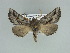  (Axiodes bipartita - BC ZSM Lep 89500)  @15 [ ] CreativeCommons - Attribution Non-Commercial Share-Alike (2015) Axel Hausmann/Bavarian State Collection of Zoology (ZSM) SNSB, Zoologische Staatssammlung Muenchen
