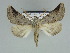  (Derrioides robertsoni - BC ZSM Lep 89501)  @13 [ ] CreativeCommons - Attribution Non-Commercial Share-Alike (2015) Axel Hausmann/Bavarian State Collection of Zoology (ZSM) SNSB, Zoologische Staatssammlung Muenchen