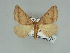  ( - BC ZSM Lep 89502)  @12 [ ] CreativeCommons - Attribution Non-Commercial Share-Alike (2015) Axel Hausmann/Bavarian State Collection of Zoology (ZSM) SNSB, Zoologische Staatssammlung Muenchen