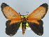  ( - BC ZSM Lep 89503)  @14 [ ] CreativeCommons - Attribution Non-Commercial Share-Alike (2015) Axel Hausmann/Bavarian State Collection of Zoology (ZSM) SNSB, Zoologische Staatssammlung Muenchen