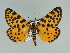  ( - BC ZSM Lep 89505)  @11 [ ] CreativeCommons - Attribution Non-Commercial Share-Alike (2015) Axel Hausmann/Bavarian State Collection of Zoology (ZSM) SNSB, Zoologische Staatssammlung Muenchen