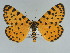 ( - BC ZSM Lep 89506)  @14 [ ] CreativeCommons - Attribution Non-Commercial Share-Alike (2015) Axel Hausmann/Bavarian State Collection of Zoology (ZSM) SNSB, Zoologische Staatssammlung Muenchen