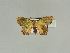  ( - BC ZSM Lep 89515)  @13 [ ] CreativeCommons - Attribution Non-Commercial Share-Alike (2015) Axel Hausmann/Bavarian State Collection of Zoology (ZSM) SNSB, Zoologische Staatssammlung Muenchen