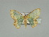  (Bathycolpodes explanataAH01GhCa - BC ZSM Lep 89521)  @13 [ ] CreativeCommons - Attribution Non-Commercial Share-Alike (2015) Axel Hausmann/Bavarian State Collection of Zoology (ZSM) SNSB, Zoologische Staatssammlung Muenchen