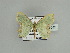  ( - BC ZSM Lep 89542)  @11 [ ] CreativeCommons - Attribution Non-Commercial Share-Alike (2015) Axel Hausmann/Bavarian State Collection of Zoology (ZSM) SNSB, Zoologische Staatssammlung Muenchen