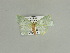  ( - BC ZSM Lep 89574)  @12 [ ] CreativeCommons - Attribution Non-Commercial Share-Alike (2015) Axel Hausmann/Bavarian State Collection of Zoology (ZSM) SNSB, Zoologische Staatssammlung Muenchen