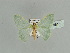  ( - BC ZSM Lep 89615)  @11 [ ] CreativeCommons - Attribution Non-Commercial Share-Alike (2015) Axel Hausmann/Bavarian State Collection of Zoology (ZSM) SNSB, Zoologische Staatssammlung Muenchen