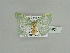  ( - BC ZSM Lep 89624)  @11 [ ] CreativeCommons - Attribution Non-Commercial Share-Alike (2015) Axel Hausmann/Bavarian State Collection of Zoology (ZSM) SNSB, Zoologische Staatssammlung Muenchen