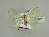  ( - BC ZSM Lep 89629)  @11 [ ] CreativeCommons - Attribution Non-Commercial Share-Alike (2015) Axel Hausmann/Bavarian State Collection of Zoology (ZSM) SNSB, Zoologische Staatssammlung Muenchen