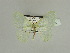  ( - BC ZSM Lep 89639)  @11 [ ] CreativeCommons - Attribution Non-Commercial Share-Alike (2015) Axel Hausmann/Bavarian State Collection of Zoology (ZSM) SNSB, Zoologische Staatssammlung Muenchen