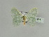  ( - BC ZSM Lep 89661)  @13 [ ] CreativeCommons - Attribution Non-Commercial Share-Alike (2015) Axel Hausmann/Bavarian State Collection of Zoology (ZSM) SNSB, Zoologische Staatssammlung Muenchen