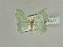  ( - BC ZSM Lep 89677)  @13 [ ] CreativeCommons - Attribution Non-Commercial Share-Alike (2015) Axel Hausmann/Bavarian State Collection of Zoology (ZSM) SNSB, Zoologische Staatssammlung Muenchen