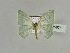  (Prasinocyma stefani - BC ZSM Lep 89678)  @14 [ ] CreativeCommons - Attribution Non-Commercial Share-Alike (2015) Axel Hausmann/Bavarian State Collection of Zoology (ZSM) SNSB, Zoologische Staatssammlung Muenchen