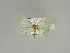  ( - BC ZSM Lep 89708)  @11 [ ] CreativeCommons - Attribution Non-Commercial Share-Alike (2015) Axel Hausmann/Bavarian State Collection of Zoology (ZSM) SNSB, Zoologische Staatssammlung Muenchen