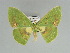  (Rhodochlora brunneipalpis - BC ZSM Lep 89742)  @14 [ ] CreativeCommons - Attribution Non-Commercial Share-Alike (2015) Axel Hausmann/Bavarian State Collection of Zoology (ZSM) SNSB, Zoologische Staatssammlung Muenchen