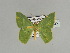  ( - BC ZSM Lep 89785)  @12 [ ] CreativeCommons - Attribution Non-Commercial Share-Alike (2015) Axel Hausmann/Bavarian State Collection of Zoology (ZSM) SNSB, Zoologische Staatssammlung Muenchen