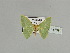  ( - BC ZSM Lep 89799)  @13 [ ] CreativeCommons - Attribution Non-Commercial Share-Alike (2015) Axel Hausmann/Bavarian State Collection of Zoology (ZSM) SNSB, Zoologische Staatssammlung Muenchen