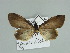 ( - BC ZSM Lep 89816)  @11 [ ] CreativeCommons - Attribution Non-Commercial Share-Alike (2015) Axel Hausmann/Bavarian State Collection of Zoology (ZSM) SNSB, Zoologische Staatssammlung Muenchen
