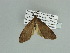  ( - BC ZSM Lep 89817)  @11 [ ] CreativeCommons - Attribution Non-Commercial Share-Alike (2015) Axel Hausmann/Bavarian State Collection of Zoology (ZSM) SNSB, Zoologische Staatssammlung Muenchen