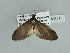  ( - BC ZSM Lep 89818)  @11 [ ] CreativeCommons - Attribution Non-Commercial Share-Alike (2015) Axel Hausmann/Bavarian State Collection of Zoology (ZSM) SNSB, Zoologische Staatssammlung Muenchen