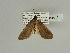  ( - BC ZSM Lep 89819)  @11 [ ] CreativeCommons - Attribution Non-Commercial Share-Alike (2015) Axel Hausmann/Bavarian State Collection of Zoology (ZSM) SNSB, Zoologische Staatssammlung Muenchen