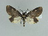  ( - BC ZSM Lep 89822)  @11 [ ] CreativeCommons - Attribution Non-Commercial Share-Alike (2015) Axel Hausmann/Bavarian State Collection of Zoology (ZSM) SNSB, Zoologische Staatssammlung Muenchen