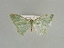  ( - BC ZSM Lep 89832)  @11 [ ] CreativeCommons - Attribution Non-Commercial Share-Alike (2015) Axel Hausmann/Bavarian State Collection of Zoology (ZSM) SNSB, Zoologische Staatssammlung Muenchen