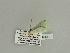  ( - BC ZSM Lep 89834)  @12 [ ] CreativeCommons - Attribution Non-Commercial Share-Alike (2015) Axel Hausmann/Bavarian State Collection of Zoology (ZSM) SNSB, Zoologische Staatssammlung Muenchen